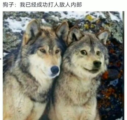 亚洲视频亚洲图片欧洲狼,亚洲风情与欧洲狼性的视觉碰撞