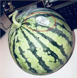 网红海外吃瓜,一场跨国网络狂欢