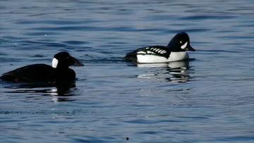 国产鸭子网站视频,探寻中华美食鸭文化的魅力之旅