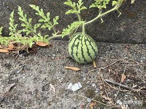 网红吃瓜爆料历史